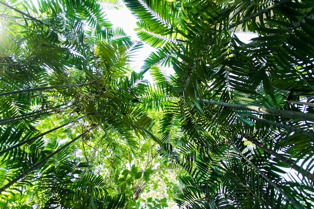 Copas de los bosques tropicales. Hermoso lugar. vista de los arboles debajo