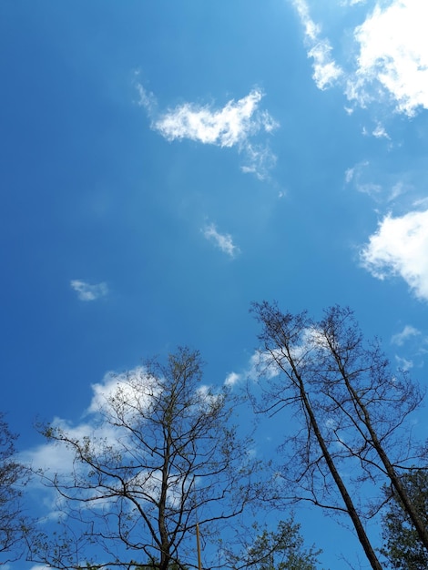 Copas das árvores contra o céu azul