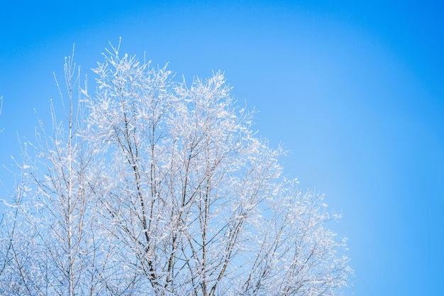 Copas das árvores de fundo azul do inverno na geada contra o céu azul