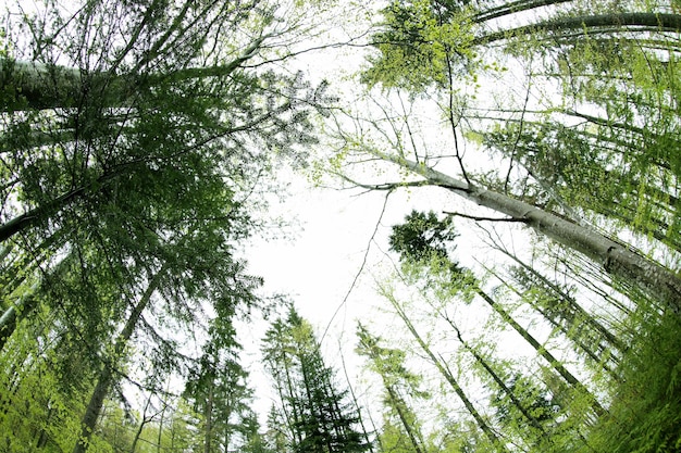 Copas das árvores na floresta de montanha