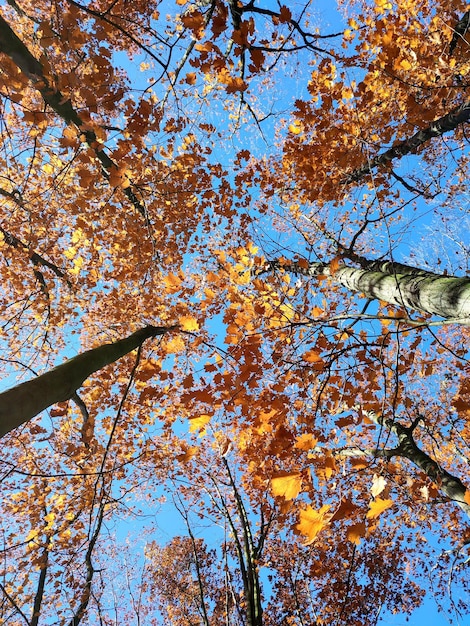 Copas de árvores com folhas marrons alaranjadas vermelhas balançando ao vento sobre o fundo de um céu azul claro no ensolarado au