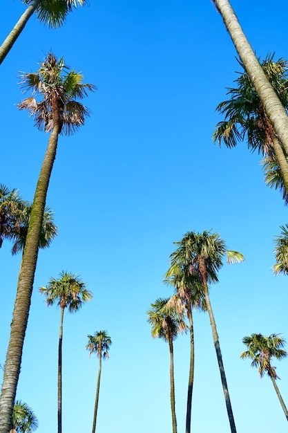 Las copas de las palmeras contra el cielo.