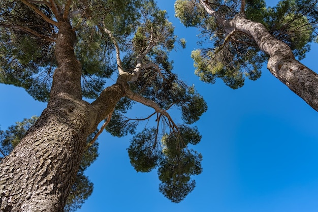 Copas de los pinos centenarios en el parque público de la ciudad medieval de Nuevo Baztan Madrid