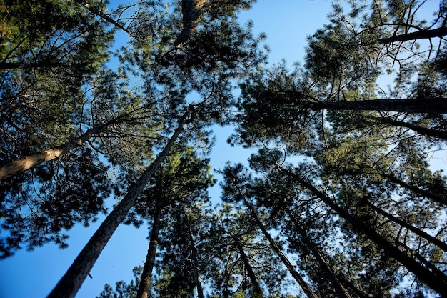 Las copas de los pinos en lo alto y el cielo azul.