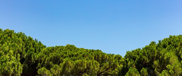 Las copas de los pinos verdes brillantes sobre fondo de cielo azul