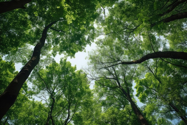 Copas verdes de árvores saindo em perspectiva