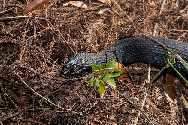 Copeland Florida Vista de cerca de una serpiente de agua con bandas Nerodia fasciata en los Everglades