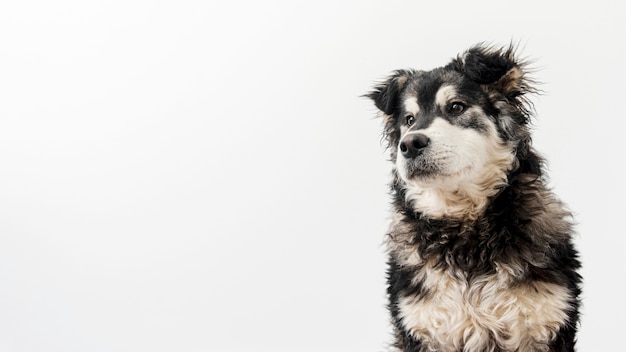 Foto cópia-espaço adorável cão doméstico