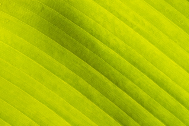 Copie a textura de folha de banana de espaço