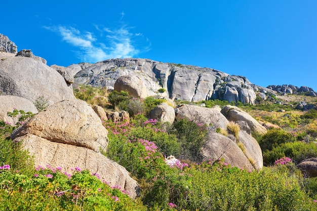 Copie el espacio en una montaña rocosa con coloridas flores rosas y plantas verdes que crecen sobre un fondo de cielo azul Paisaje accidentado y remoto con rocas en un acantilado para explorar durante una caminata escénica