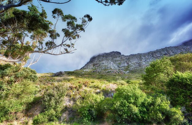 Copie el espacio con un paisaje escénico de cielo nublado que cubre el pico de Table Mountain en Ciudad del Cabo en una mañana brumosa desde abajo Hermosas vistas de plantas y árboles alrededor de un hito natural icónico