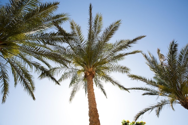 Copie el espacio de la palmera tropical con luz solar en el fondo del cielo.