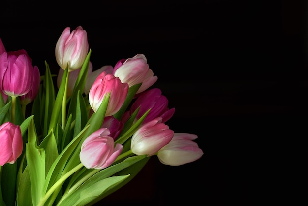 Copie el espacio con un ramo de flores de tulipán sobre un fondo negro de estudio Primer plano de hermosas plantas con flores con pétalos de rosa floreciendo y floreciendo Bonito ramo para regalar el día de San Valentín