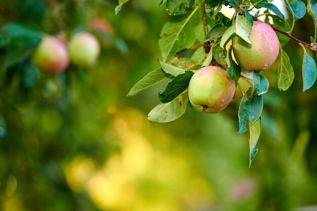 Copie o espaço com maçãs crescendo em um galho de árvore para colheita em um pomar sustentável do lado de fora em dia ensolarado Produtos suculentos nutritivos e maduros cultivados sazonalmente e organicamente em um jardim de frutas