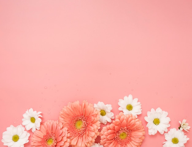 Copie o espaço com margaridas e flores gerbera