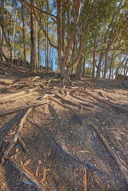 Copie o espaço e as árvores antigas com raízes de alimentação no chão ao longo de uma trilha de caminhada na floresta no Parque Nacional Table Mountain na Cidade do Cabo África do Sul em um dia ensolarado Paisagem florestal cênica na natureza