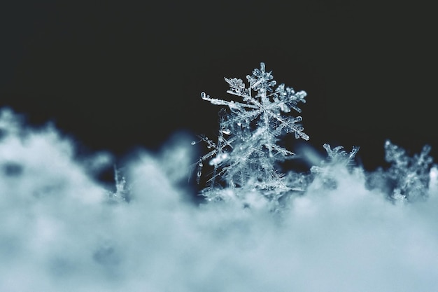 Copo de nieve Fotografía macro de cristal de nieve real Hermoso fondo invernal naturaleza estacional y el clima en invierno