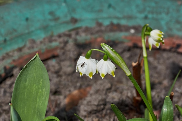 Copo de nieve de primavera lat Leucojum vernum está floreciendo