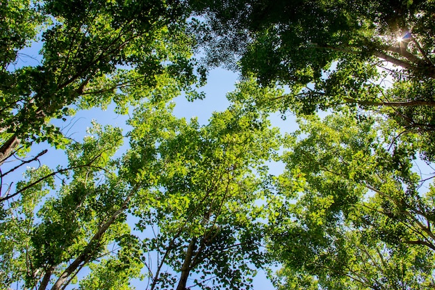 Copos de álamo da floresta mediterrânea com céu azul ao fundo