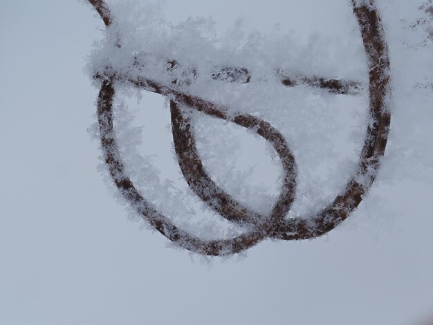 Foto copos de nieve en los bigotes secos de uva