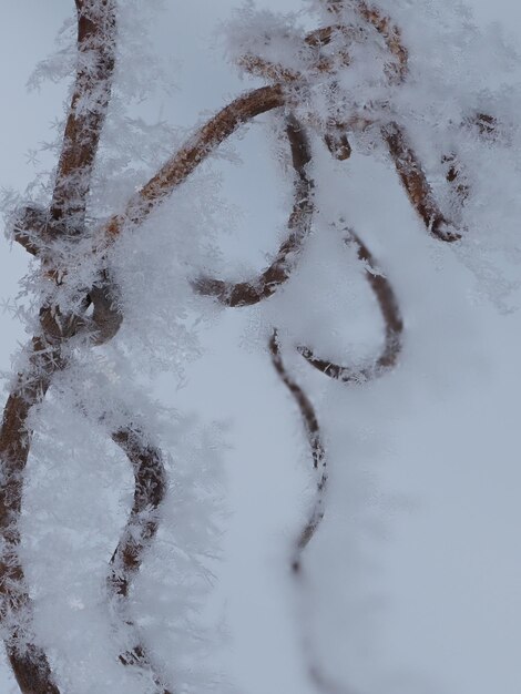 Foto copos de nieve en los bigotes secos de uva