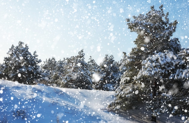 Copos de nieve cayendo del cielo Piceas cubiertas de escarcha y nieve Bosque de invierno