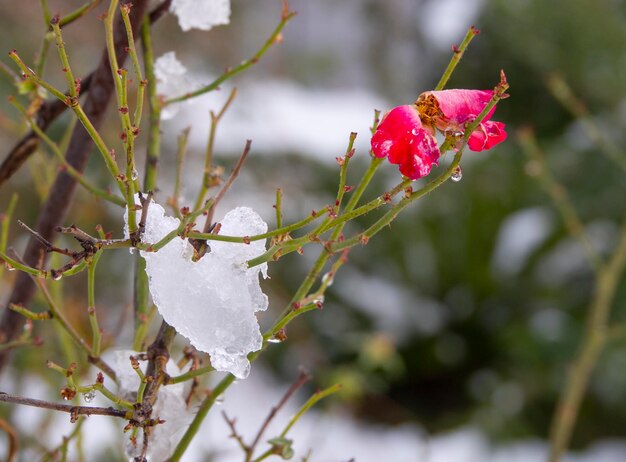 Copos de nieve y gotas de rocío en hojas de rosa sobre un fondo bokeh en un día soleado de invierno