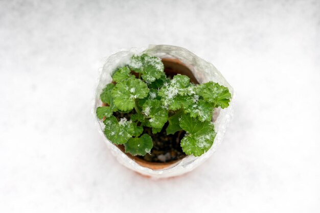 Los copos de nieve en las hojas verdes la nieve cubrió la terraza la planta verde en la nieve