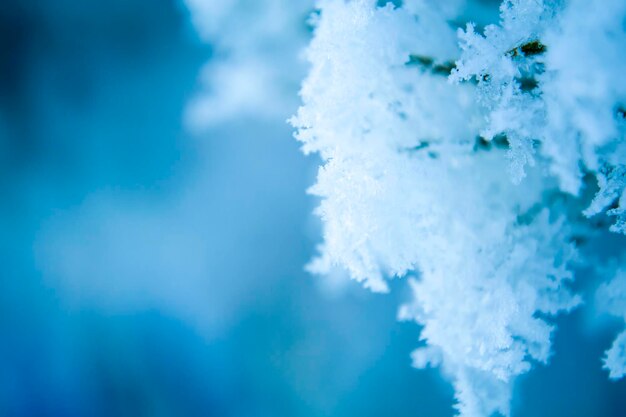 Los copos de nieve nieve fondo azul para su inscripción