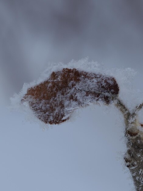 Foto copos de nieve en una planta seca