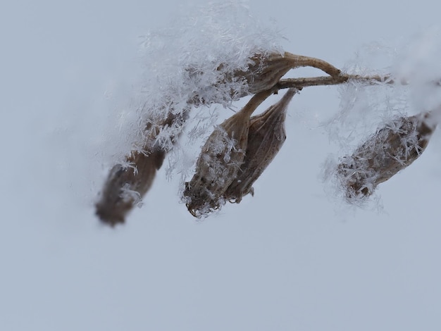 Foto copos de nieve en una planta seca