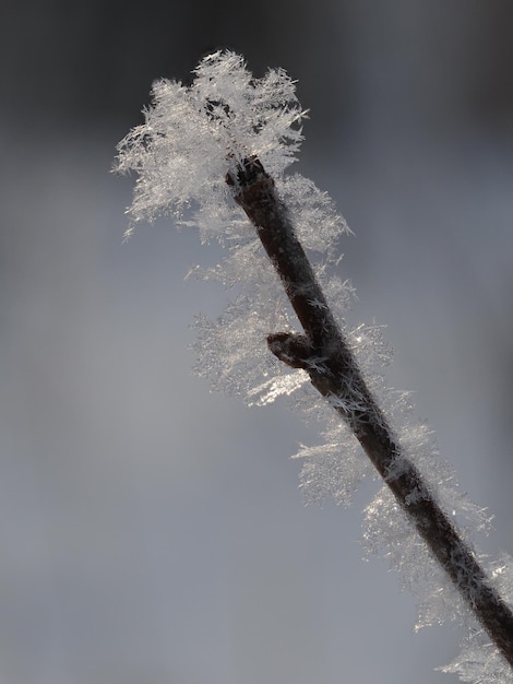 Foto copos de nieve en una rama de árbol