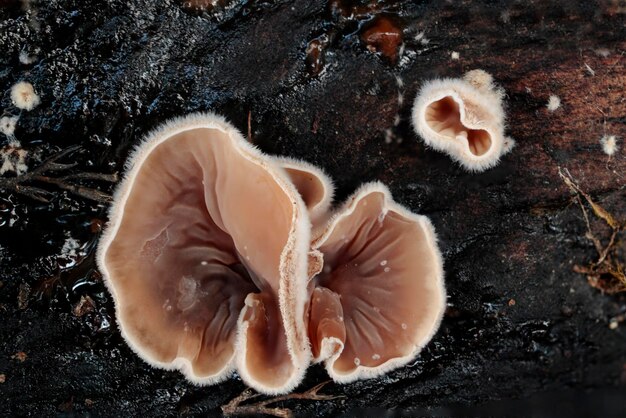 Copos peludos enrugados de um Ascomycete crescendo de um estroma preto