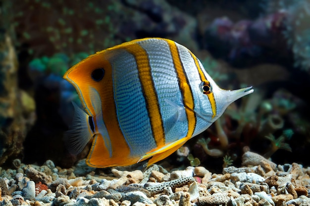 Copperband butterflyfish (Chelmon rostratus). Peixes marinhos.