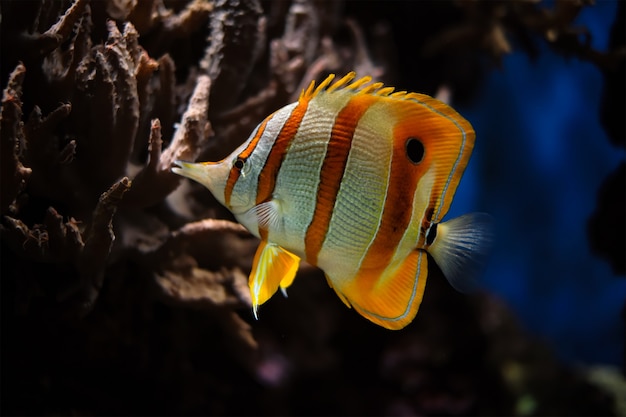 Copperband butterflyfish chelmon rostratus