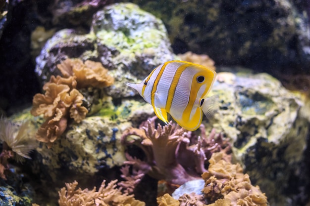 Copperband Butterflyfish Tailandia bajo el agua