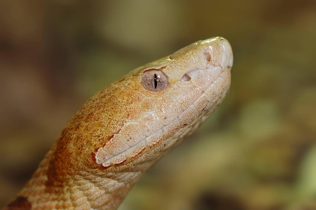 Copperhead Agkistrodon contortrix Kupferkopf Agkistredon contortrich Foto de archivo que se encuentra en la página web de la Unión Europea.