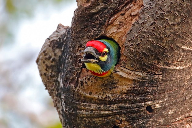 Coppersmith Barbet Megalaima haemacephala Belas aves da Tailândia na árvore oca