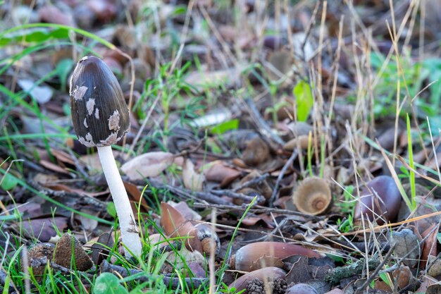 Coprinopsis picacea es una especie de hongo de la familia psathyrellaceae