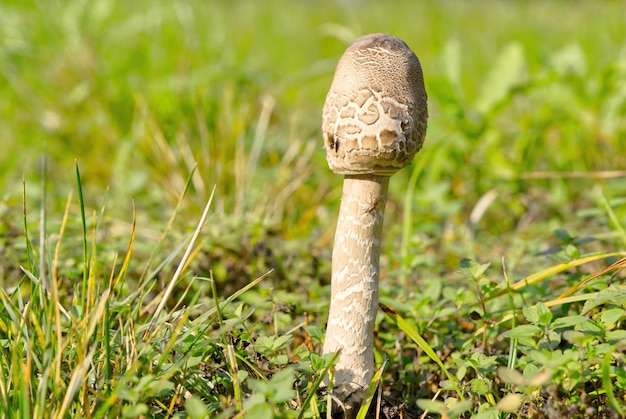 Coprinus comatus Amanita pantherina giftig giftige Pilze