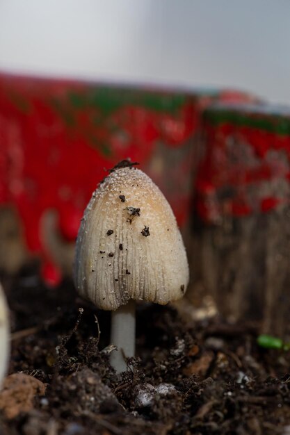 Coprinus-Pilz auf rotem Hintergrund in Frühlingstag Makrofotografie Coprinus comatus-Pilz