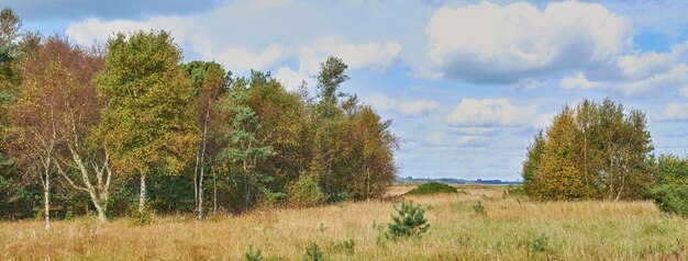 Copyspace e paisagem cênica de prados gramados e árvores florestais com um céu azul nublado Campo e esfrega com grama marrom durante o outono Vista de pastagens remotas no campo na Suécia