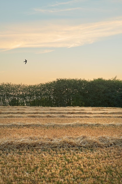 Copyspace con hileras cosechadas de trigo y heno en un campo abierto con un pájaro volando sobre un fondo de cielo crepuscular Tallos y tallos de grano seco cultivados en una granja en el campo al atardecer