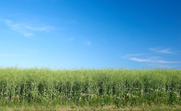 Copyspace y paisaje de campo de maíz verde en una granja agrícola al aire libre en un día de verano Exuberantes plantas o praderas que florecen con un cielo azul claro Pastos o prados saludables durante la primavera