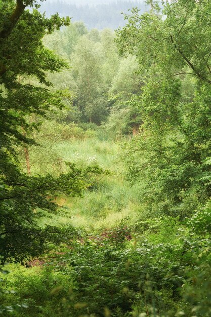 Copyspace y paisaje escénico de árboles que crecen en un bosque remoto sin cultivar en Noruega Bosques verdes y frondosos en un entorno tranquilo y apacible Descubrir la paz en la madre naturaleza