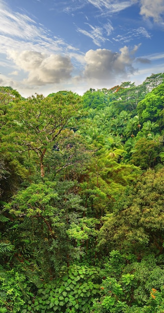 Copyspace y vista del paisaje de la selva tropical y el cielo azul nublado en Hawai Explorando la vida silvestre en la selva tropical remota para vacaciones y vacaciones Exuberantes árboles y arbustos en la madre naturaleza durante el verano