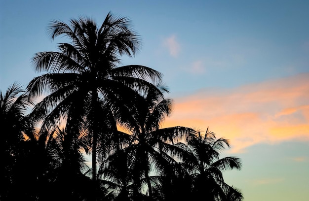 Coqueiral em silhueta ao pôr do sol na Paraíba Brasil