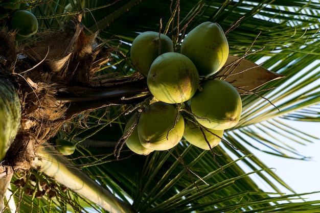 Coqueiro cheio de cocos em um dia ensolarado. parque no brasil.