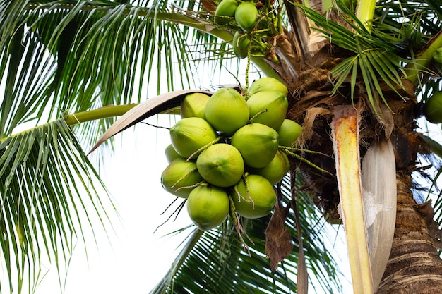 Coqueiro com cachos de frutas de coco