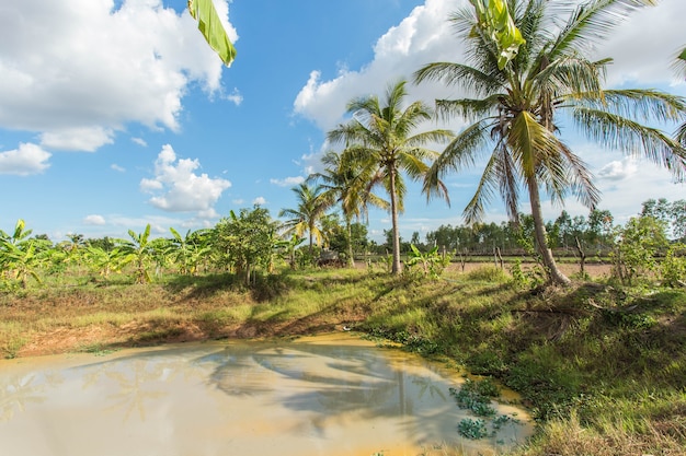 Foto coqueiro com frutas cocos